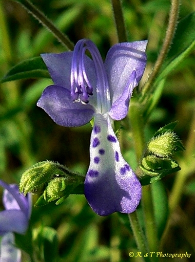 {Trichostema dichotomum}